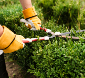 close-up-person-using-trimming-tool-bush